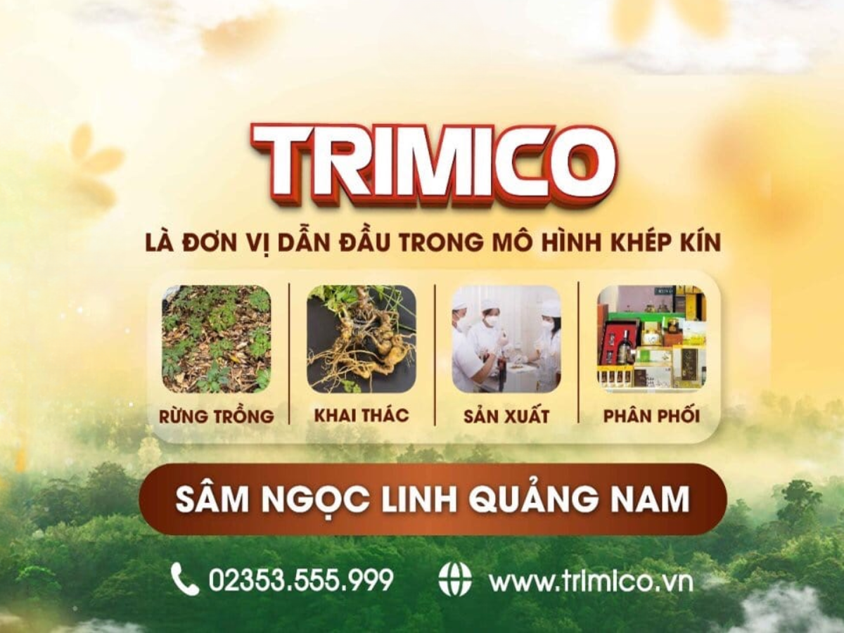  Công ty sâm Ngọc Linh uy tín trimico
